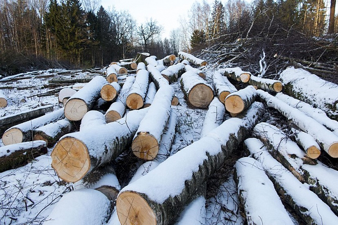 Пятеро жителей Бурятии незаконно вырубили лес на 56 миллионов