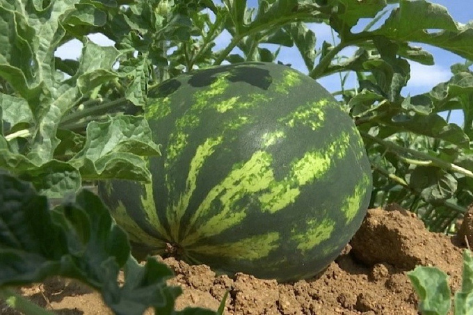 Оронгойские арбузы вошли в топ-5 конкурса «Вкусы России»