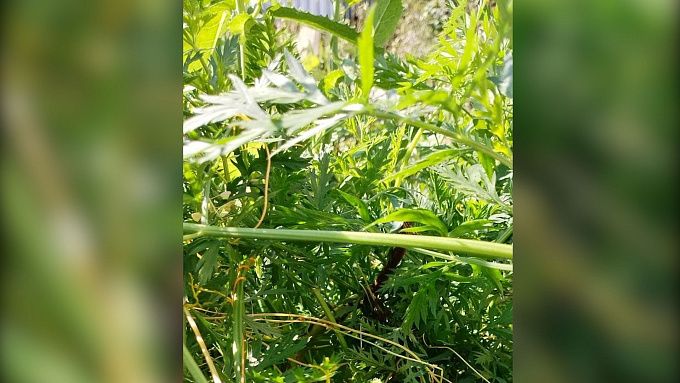 В огороде улан-удэнца нашли опасное растение