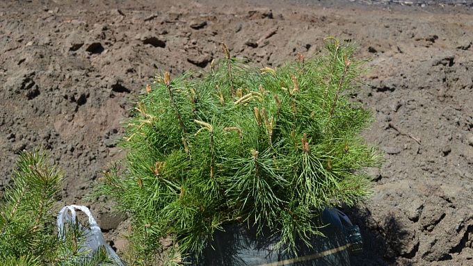 Жители Бурятии смогут посадить на Байкале своё дерево