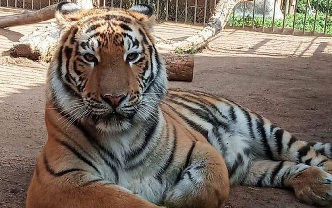 В Улан-Удэ поймали тигра, сбежавшего из вольера в этнографическом музее
