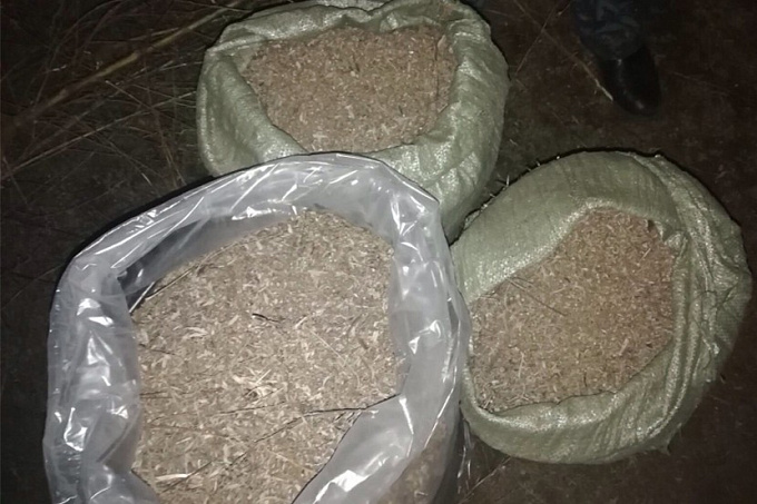 Трое иркутян насобирали в Бурятии 26 кг марихуаны 