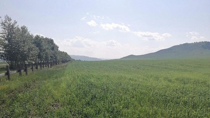 В девяти районах Бурятии осмотрели посевы