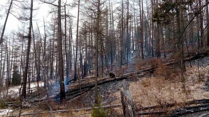 В Бурятии вспыхнул лес. Уже сгорело 100 тысяч кв. метров