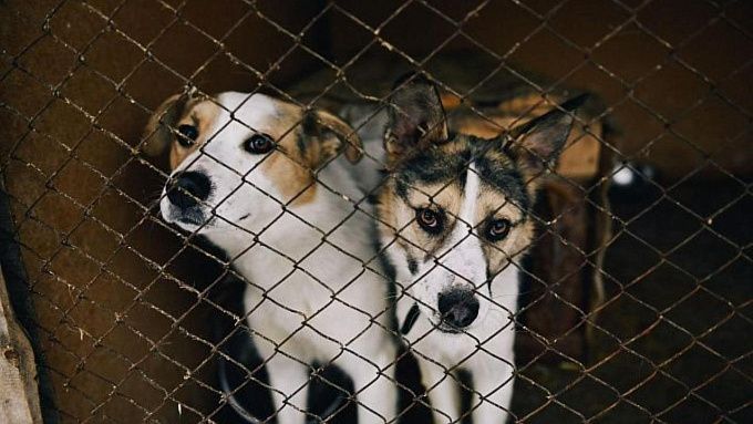 В Госдуме предложили искать новых хозяев для всех отловленных бездомных собак