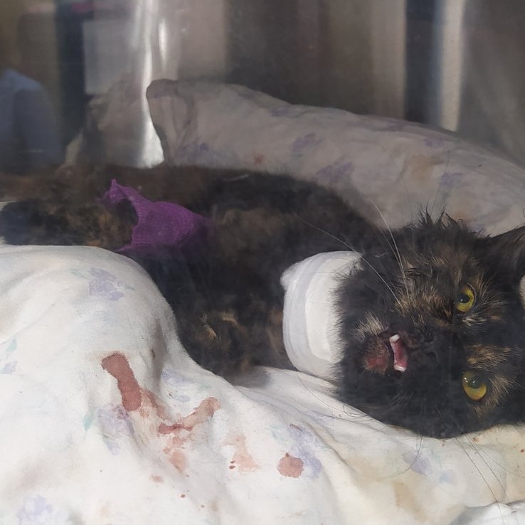 В Улан-Удэ кошка упала с 9 этажа и выжила. Бедняжке нужна помощь (ВИДЕО)